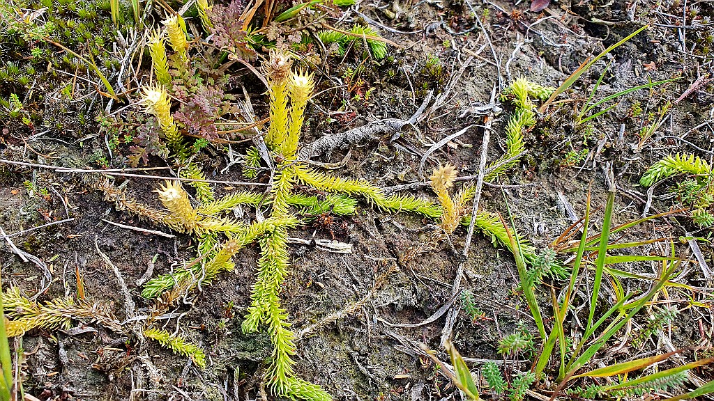 Moeraswolfsklauw [18675] 25-sep-2022 (Roderveld, Rossum).jpg - Moeraswolfsklauw [Lycopodiella inundata]